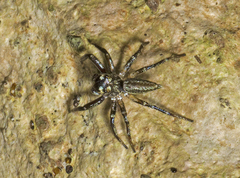 Zenodorus swiftorum
