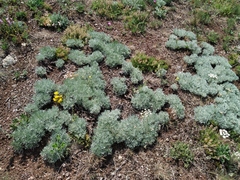 Artemisia alpina