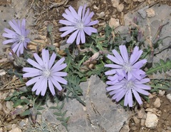 Lactuca singularis