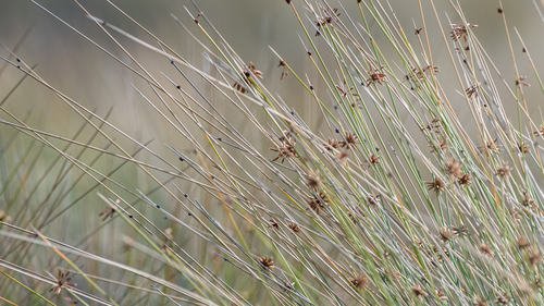 Afroscirpoides dioeca image