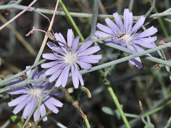 Lactuca tenerrima