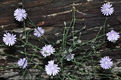 Lactuca tenerrima