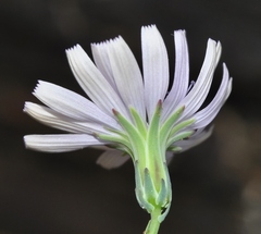 Lactuca tenerrima