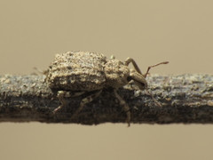 Entomoderus