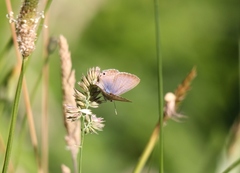 Theclinesthes onycha