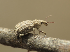 Entomoderus