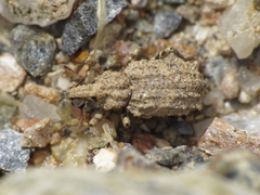 Entomoderus