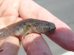 Cryptocentrus yatsui