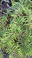 Gleichenia dicarpa