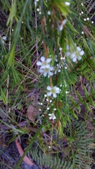 Baeckea linifolia