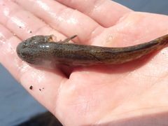 Cryptocentrus yatsui