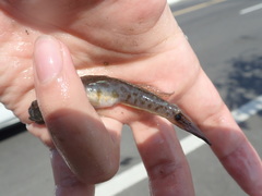 Cryptocentrus yatsui