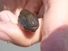 Cryptocentrus yatsui