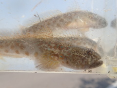 Cryptocentrus yatsui