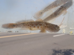 Cryptocentrus yatsui