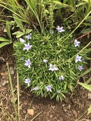 Craterocapsa tarsodes