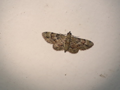 Gymnoscelis lophopus