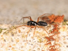 Agyneta rurestris