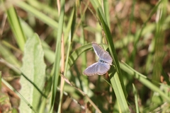 Zizina otis labradus