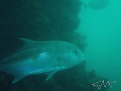 Seriola hippos