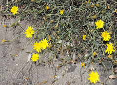 Launaea fragilis