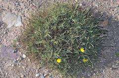 Launaea fragilis
