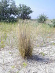 Festuca beckeri