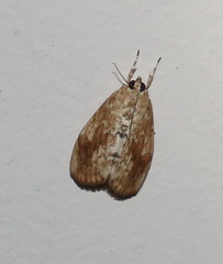Crocidolomia suffusalis