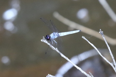 Brachydiplax duivenbodei