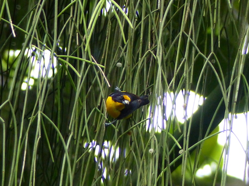 Violaceous Euphonia (Euphonia violacea), photo 5