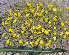 Launaea lanifera