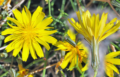 Launaea lanifera