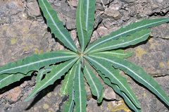 Launaea lanifera