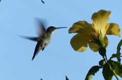 Chrysuronia leucogaster
