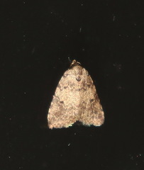 Tolpia conscitulana