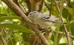 Herpsilochmus atricapillus