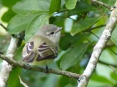 Phyllomyias fasciatus