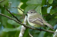 Phyllomyias fasciatus