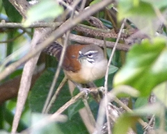 Pheugopedius genibarbis