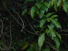 Pheugopedius genibarbis