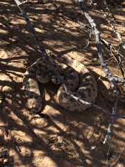 Crotalus cerastes cerastes