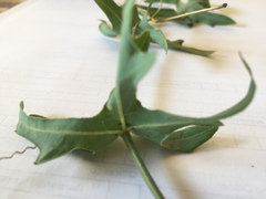 Coccinia sessilifolia sessilifolia