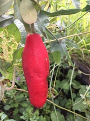 Coccinia sessilifolia sessilifolia