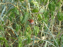 Thamnophilus palliatus