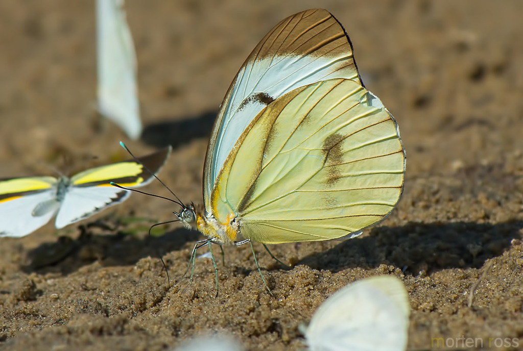 Giant White