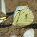Mariposa Blanca Gigante de Borde Delgado - Photo (c) Morten Ross, algunos derechos reservados (CC BY-NC), subido por Morten Ross