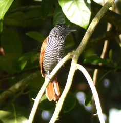 Thamnophilus palliatus