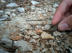 Algyroides fitzingeri