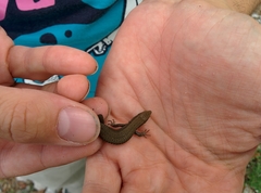 Algyroides fitzingeri