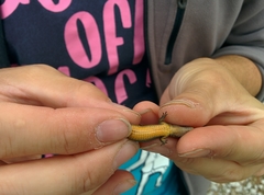 Algyroides fitzingeri